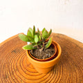Velvet Jade Plant - Crassula ovata - Sprouts of Bristol