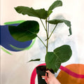 Velvet Leaf Fig Tree - Ficus auriculata 'Everest' - Sprouts of Bristol