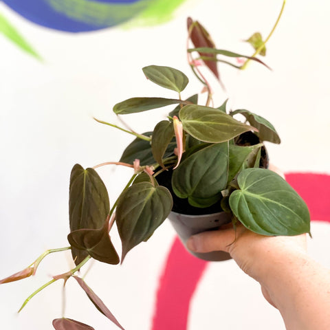 Velvet Leaf Philodendron - Philodendron scandens 'Micans' - Sprouts of Bristol