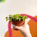 Venus Flytrap - Dionaea muscipula - Sprouts of Bristol