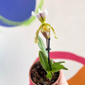 Venus Slipper Orchid - Paphiopedilum - Sprouts of Bristol