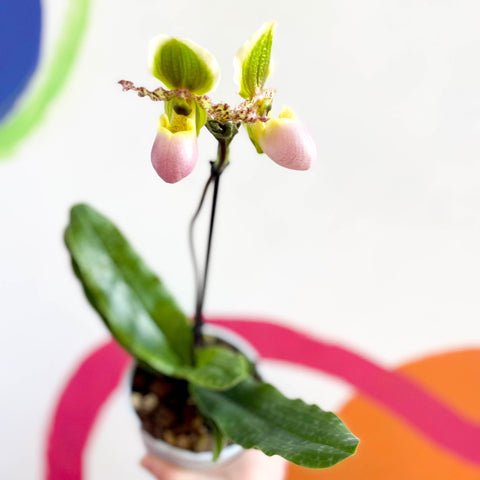 Venus Slipper Orchid - Paphiopedilum 'Pinocchio' - Sprouts of Bristol