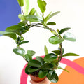 Wax Plant - Hoya australis - Sprouts of Bristol