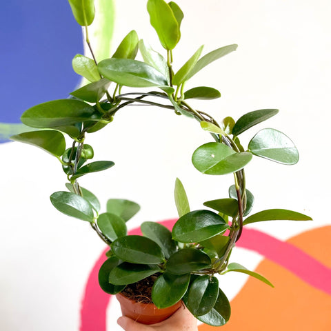 Wax Plant - Hoya australis - Sprouts of Bristol