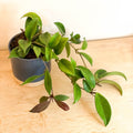 Wax Plant - Hoya carnosa 'Dark Red' - Sprouts of Bristol