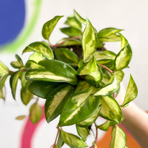 Wax Plant - Hoya carnosa variegata 'Tricolor' / 'Krimson Queen' - Sprouts of Bristol