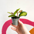 Wax Plant - Hoya carnosa variegata 'Tricolor' / 'Krimson Queen' - Sprouts of Bristol
