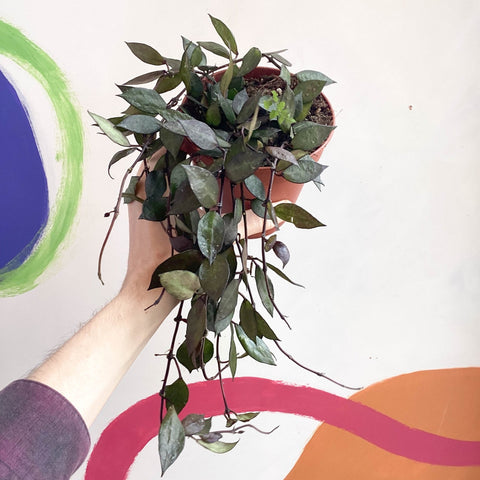 Wax Plant - Hoya krohniana 'Black Leaves' - Sprouts of Bristol