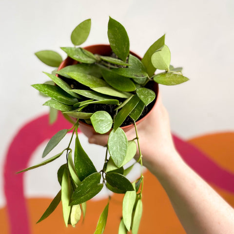 Wax Plant - Hoya memoria gracilis - Sprouts of Bristol