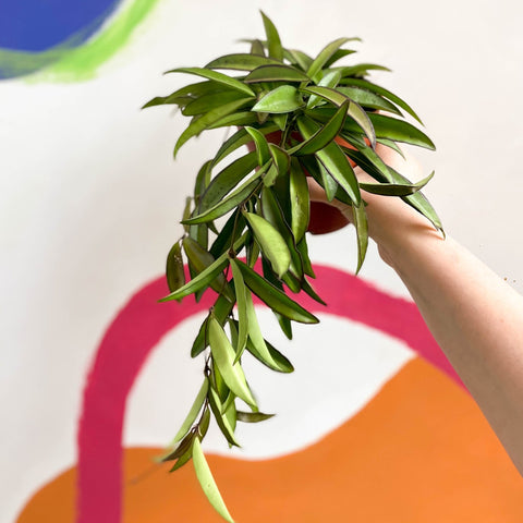 Wax Plant - Hoya wayetti - Sprouts of Bristol