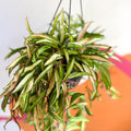 Wax Plant - Hoya wayetti 'Tricolor' - Sprouts of Bristol