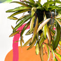 Wax Plant - Hoya wayetti 'Tricolor' - Sprouts of Bristol