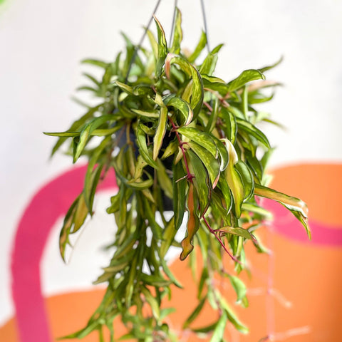 Wax Plant - Hoya wayetti 'Tricolor' - Sprouts of Bristol