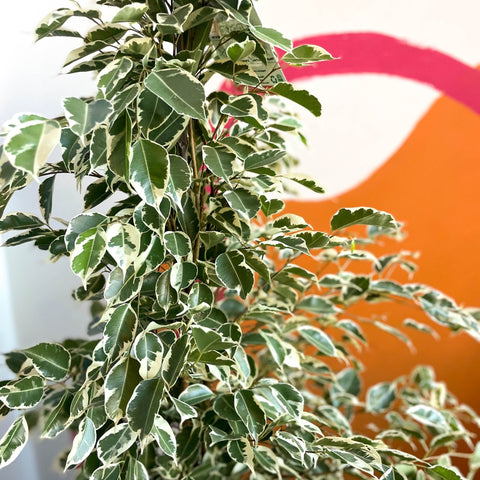 Weeping Fig - Ficus benjamina 'Twilight' - Sprouts of Bristol