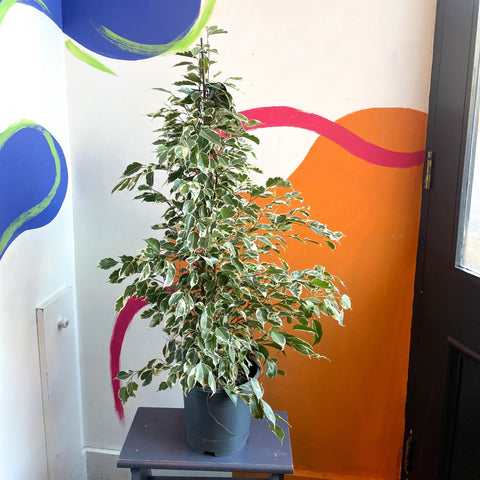 Weeping Fig - Ficus benjamina 'Twilight' - Sprouts of Bristol