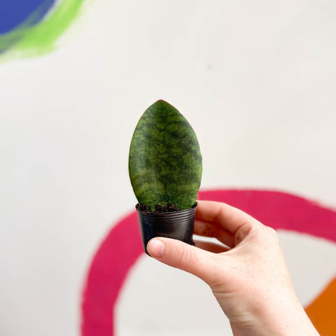 Whale Fin Snake Plant - Sansevieria masoniana 'Victoria' - Sprouts of Bristol