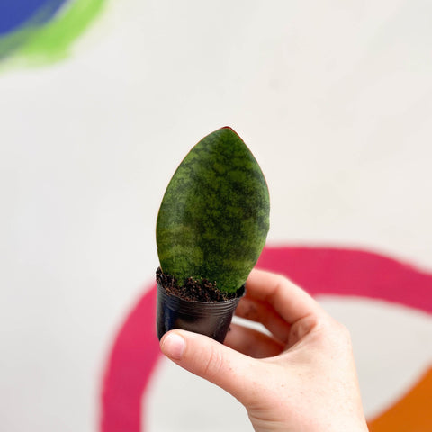 Whale Fin Snake Plant - Sansevieria masoniana 'Victoria' - Sprouts of Bristol