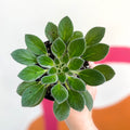 Whirlpool Plant - Petrocosmea cavalerei - Welsh Grown - Sprouts of Bristol