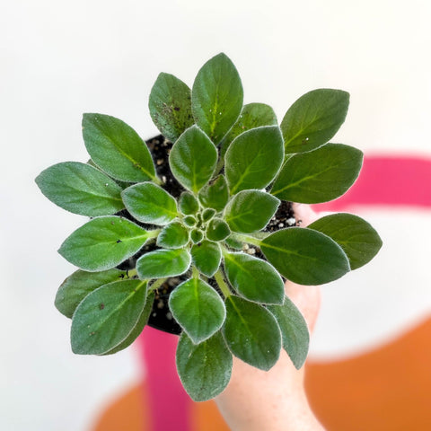 Whirlpool Plant - Petrocosmea cavalerei - Welsh Grown - Sprouts of Bristol