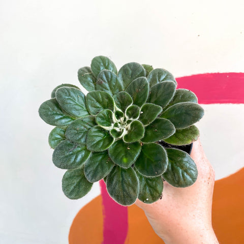 Whirlpool Plant - Petrocosmea 'Chidori' - Welsh Grown - Sprouts of Bristol