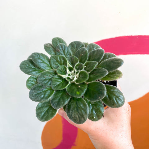 Whirlpool Plant - Petrocosmea 'Chidori' - Welsh Grown - Sprouts of Bristol
