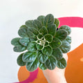 Whirlpool Plant - Petrocosmea 'Chidori' - Welsh Grown - Sprouts of Bristol
