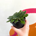 Whirlpool Plant - Petrocosmea cryptica - Welsh Grown - Sprouts of Bristol