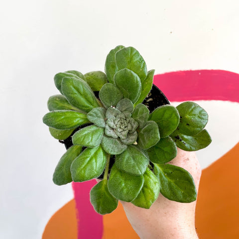 Whirlpool Plant - Petrocosmea flaccida - Welsh Grown - Sprouts of Bristol