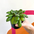 Whirlpool Plant - Petrocosmea flaccida - Welsh Grown - Sprouts of Bristol