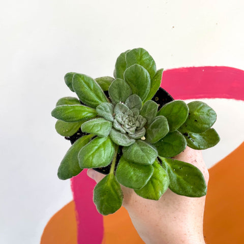 Whirlpool Plant - Petrocosmea flaccida - Welsh Grown - Sprouts of Bristol