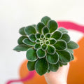 Whirlpool Plant - Petrocosmea iodioides - Welsh Grown - Sprouts of Bristol