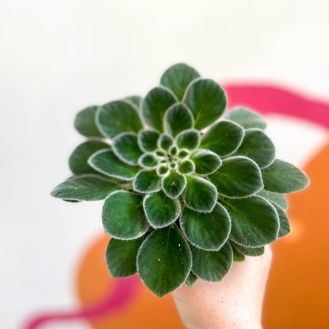 Whirlpool Plant - Petrocosmea iodioides - Welsh Grown - Sprouts of Bristol