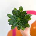 Whirlpool Plant - Petrocosmea 'Keystone's Angora' - Welsh Grown - Sprouts of Bristol