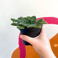 Whirlpool Plant - Petrocosmea 'Keystone's Angora' - Welsh Grown - Sprouts of Bristol