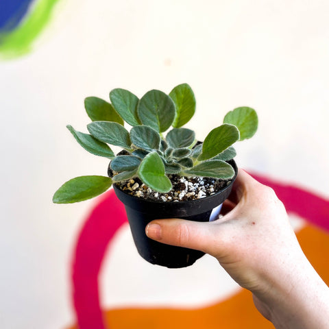 Whirlpool Plant - Petrocosmea longianthera / coerulea - Welsh Grown - Sprouts of Bristol