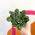 Whirlpool Plant - Petrocosmea 'Moro de Moso' - Welsh Grown - Sprouts of Bristol