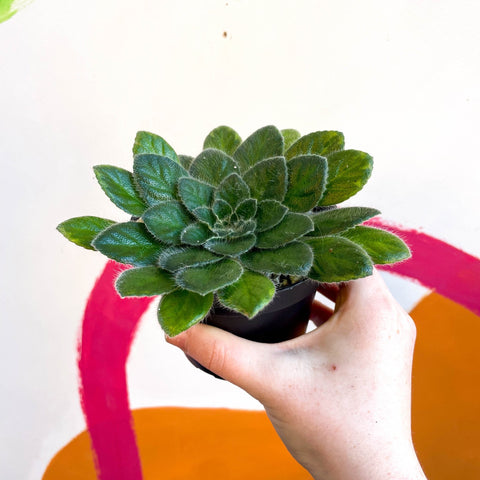 Whirlpool Plant - Petrocosmea 'Yuki No Sei' - Welsh Grown - Sprouts of Bristol