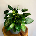 White Busy Lizzie - Impatiens 'New Guinea' - Sprouts of Bristol