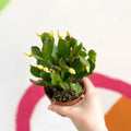 White Easter Cactus - Rhipsalidopsis gaertneri - Sprouts of Bristol
