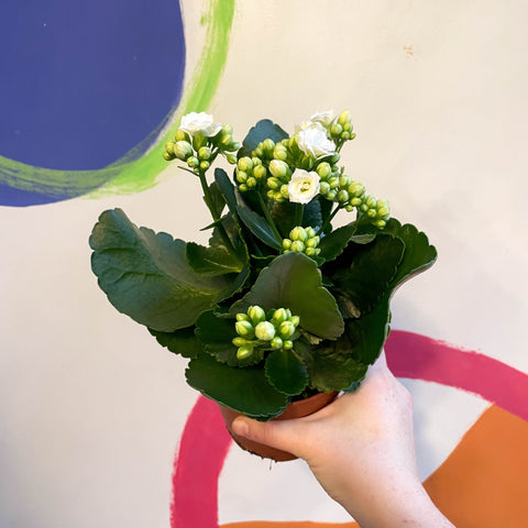 White Flaming Katy - Kalanchoe blossfeldiana - Sprouts of Bristol