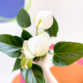 White Flamingo Flower - Anthurium andraeanum 'Baby White' - Sprouts of Bristol