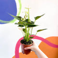 White Flamingo Flower - Anthurium andraeanum 'Baby White' - Sprouts of Bristol