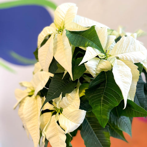White Poinsettia - Euphorbia pulcherrima - British Grown - Sprouts of Bristol