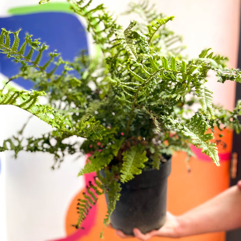 Wood Fern - Dropteris - Cotswold Grown Perennial - Sprouts of Bristol