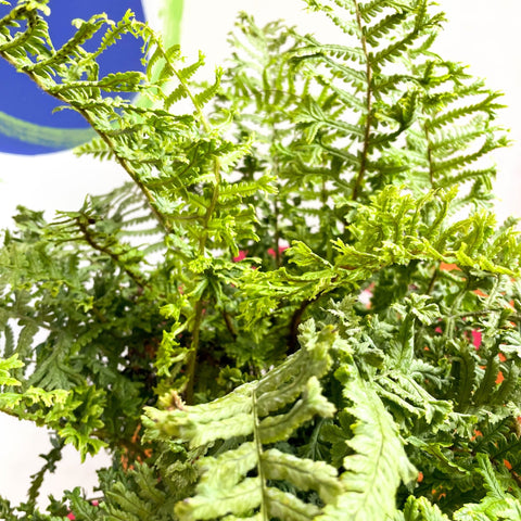 Wood Fern - Dropteris - Cotswold Grown Perennial - Sprouts of Bristol