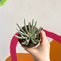 Woolly Senecio - Caputia scaposus - Sprouts of Bristol