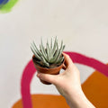 Woolly Senecio - Caputia scaposus - Sprouts of Bristol