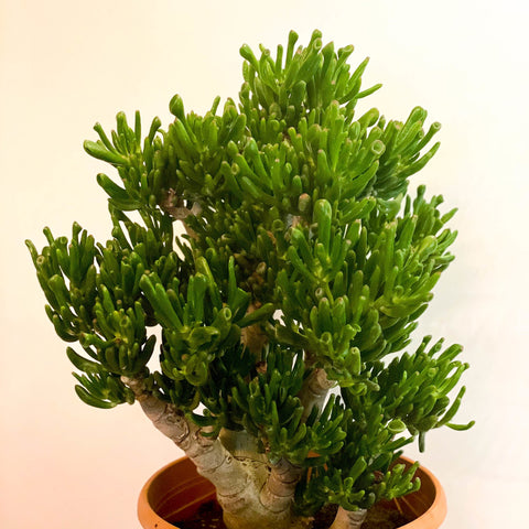 XL Jade Plant - Crassula ovata 'Gollum' - Sprouts of Bristol