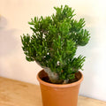 XL Jade Plant - Crassula ovata 'Gollum' - Sprouts of Bristol