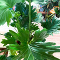 XL Philodendron bipinnatifidum - Sprouts of Bristol
